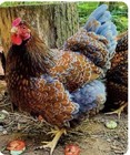 6 Farm Fresh Hatching Eggs Fancy BLUE LACED RED WYANDOTTE Brahpi Orpington ❤️eb — photo 5