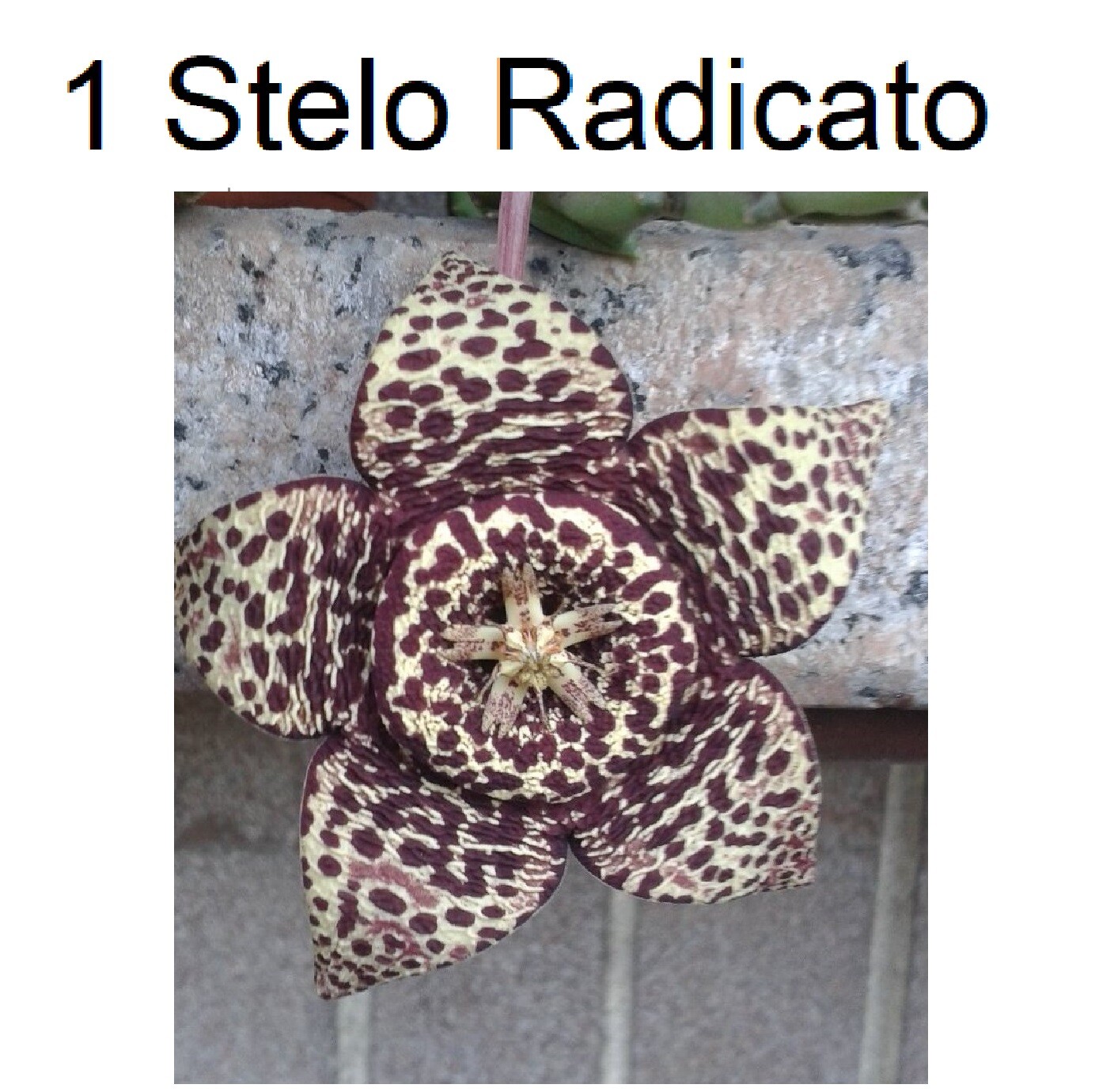 Foto 1 di 3