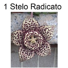 Piante grasse Stapelia variegata LEGGERE BENE LA DESCRIZIONE Foto WEB