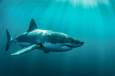 Ocean Warrior Shark Wild Animals Interior Art Wall - POSTER 20x30