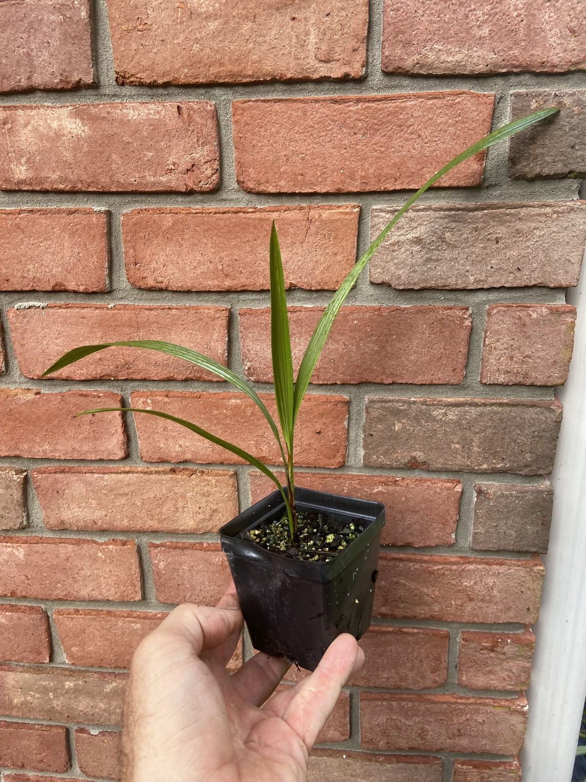 Butiagrus Seedlings - F1 Hybrid Mule Palms - Cold Hardy Butia x Syagrus Palms