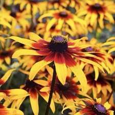 50 Autumn Forest Rudbeckia Hirta Seeds | Non-GMO , drought tolerant USA Seller