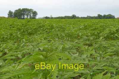 Foto 6x4 Highless Hanf Asheldham Ein Feld THC-freier Hanf zur Herstellung von Seil c2006