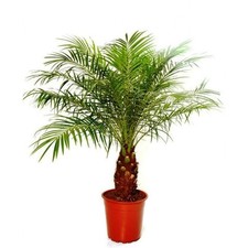 PHOENIX ROEBELENII - Miniature Date Palm Tree - 10 Fresh Seeds