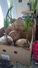 Coconut Tree (Green) Live Palm Sprouted Ready To Plant FREE SHIPPING