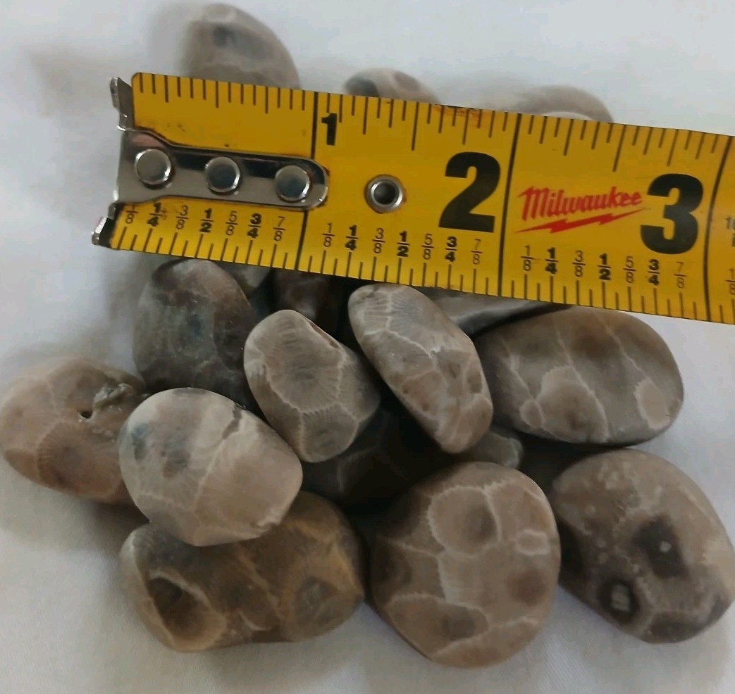 High Quality Michigan Petoskey Stones • 5oz Unploshed • Great Lakes Fossil Coral