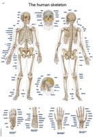 Lehrtafel The Human Skeleton 50X70Cm