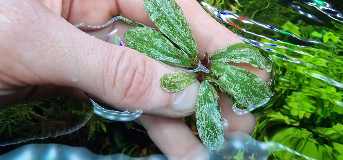 JJ】Bucephalandra sp. Variegata ブセファランドラ JJ】Bucephalandra sp. Variegata ブセファランドラ