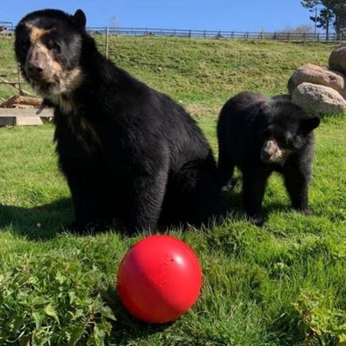 Dog Toys Ball Halti Boomer Ball Indestructible Dog Toys Puppy Choose Blue or Red - Picture 13 of 19