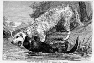 OTTERHOUND DOG AND OTTER FIGHT TO THE DEATH AT THE RIVER 1875 ANTIQUE ENGRAVING