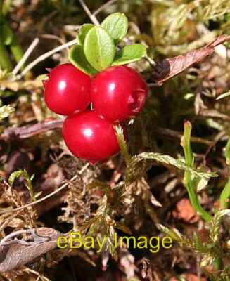 Photo 6x4 Cowberry (Vaccinium vitis-idaea) Craighead/NJ4940 This was the c2008