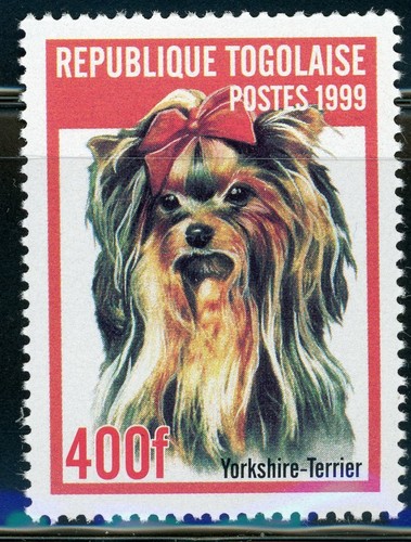 Togo Sc 1911A-G Ss Dogs St. Bernard, Teckel, Italian hound, Yorkshire terrier - Picture 6 of 10