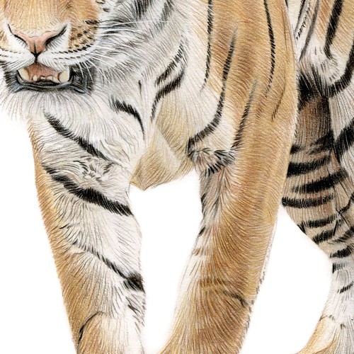 Bengal Tiger original signed colour pencil drawing artwork - 10" x 8" size - Picture 3 of 3