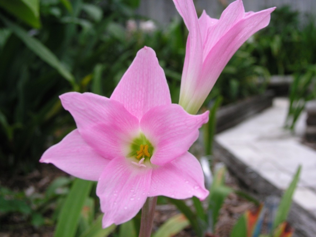 Rain Lily, Habranthus Floryi Green Base, 3 bulbs, NEW, RARE