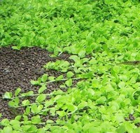 Micranthemum Monte Carlo Tissue Culture Live Aquarium Plants Baby Tears Pearl Micranthemum Monte Carlo Tissue Culture Live Aquarium Plants Baby Tears Pearl