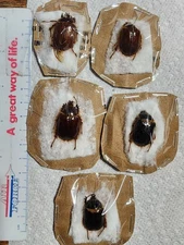 (1) Pleocoma linsleyi Rain Beetle from California Coleoptera Insect