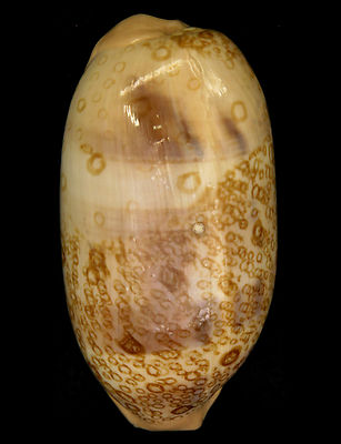 FS Arestorides (Cypraea) argus FREAK Pattern 77,2mm