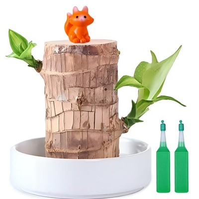 JJWYLTKB Brazilian Lucky Wood Plant,Fortune Brazil Potted Compact