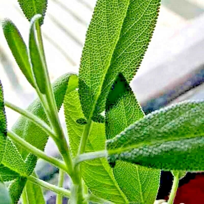 200+ BLUE SAGE SEEDS MOSQUITO REPELLENT HERB PERENNIAL HEIRLOOM FREE SHIPPING! - Image 4 of 4
