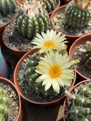 1PCS Succulents Notocactus uebelmannianus cactus Cacti plant yellow flower