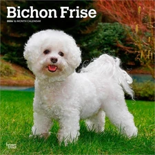 Bichon Frise | 2026 12x24" (Hanging) Monthly Square Wall Calendar | Plastic-Free