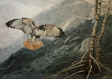 FRAMED Charles Frace Signed Limited Ed W/ COA Print “Lofty View” Red-Tailed Hawk