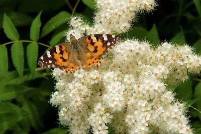 SEEDVILLE USA 30 CHINESE SUMAC TREE Nutgall White Flowers Red Berries Rhus Chinensis Seeds