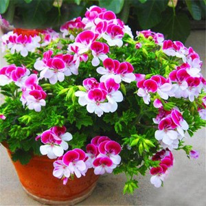 Détails Sur 20pcs Rare Géranium Graines De Fleurs Rose Pelargonium Peltatum Hardy Plante Vivace Afficher Le Titre Dorigine