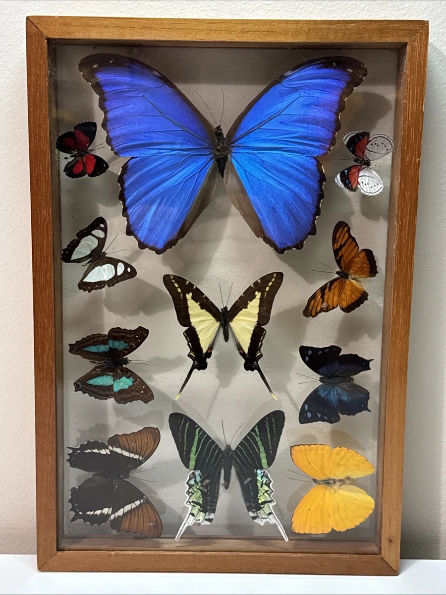 蓝色Morpho 蝴蝶| eBay