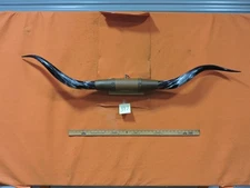 MOUNTED STEER BULL  HORNS 5' 0" tip to tip #397 BULL HORN LONGHORN