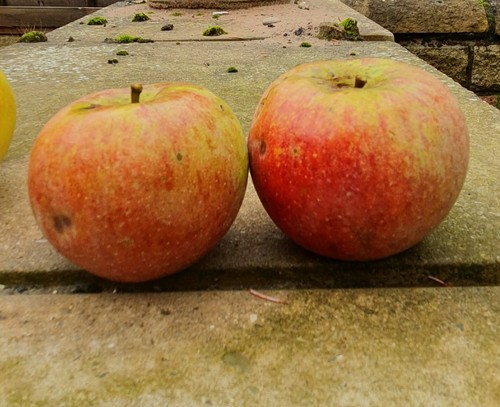 English grown APPLE TREES bare root 4ft November delivery - Picture 9 of 60