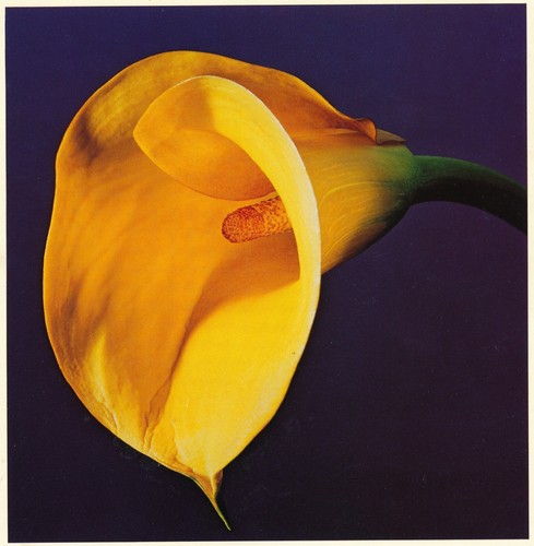 ROBERT MAPPLETHORPE 1988 RARE ORIGINAL VINTAGE Art Exhibition