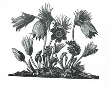 PASQUE FLOWER, Anemone Pulsatilla : C. LEIGHTON 1935 ART DECO Print of a Woodcut
