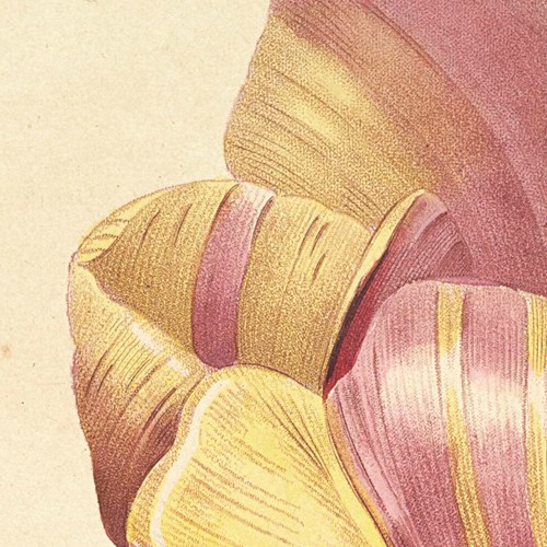 Impresiones artísticas botánicas francesas, conjunto de 3 prímulas tulipán Pierre-Joseph Redouté - Imagen 2 de 8