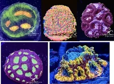 Coral Collectors 5 Piece Chalice, Favia & Monti Frag Pack ! Saltwater Coral Frag
