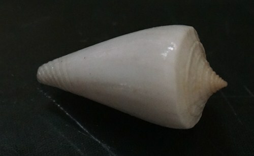 Conus Sugimotonis 29.2 mm F+++ 'NO growth mark very nice Angelic White beauty - Picture 1 of 10