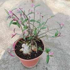 Monadenium montanum var. rubellum Rare Caudex Succulent Live Plant