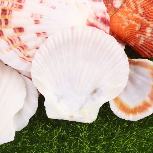 Conchiglie Mare per Artigianato Decorazione Acquario Ornamenti Pesci Decorazioni Acquatico - Foto 9 di 11