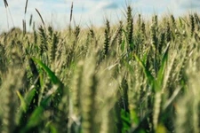 200+ Einkorn Wheat Seeds - Heirloom - Organic - Non Gmo ----- THE NEW OLD WHEAT