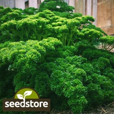 Triple Curled Parsley Seeds | Heirloom / Non-GMO | Free Ship | Herb Seeds | 1134