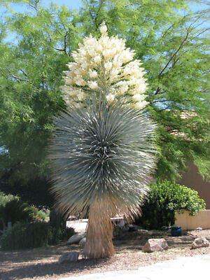 #60 ユッカリギダ Yucca rigida （発根済） Amazon｜ITANSE ユッカ リギダ 10号 1個売り【品種で