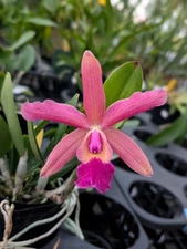 C. QF Lopaka (C. aclandiae x C. QF Hazel Kealoha)  | BS not bloom