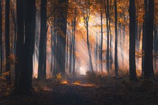 Landscape micha tomczak forest nature trees sun rays Custom Gaming Mat Desk