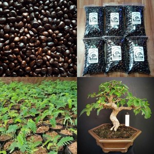 Bonsai Tamarindus Indica 100 Seeds Asam Jawa Indonesia Tamarind Tree Tropical Ebay Bonsai Tamarindus Indica 100 Seeds Asam Jawa Indonesia Tamarind Tree Tropical Ebay