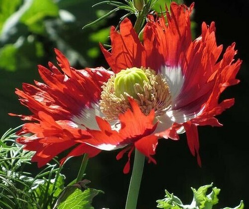 Papaver Poppy DANISH FLAG QUEENS POPPY Danebrog Flower 600 (0.25gr) Sementes - Picture 5 of 5