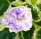 Cajun’s Pandemic Blues, African Violet Plant, Variegated Standard !! — photo 2