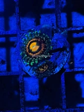 CE- WYSIWYG Rainbow Incinerator Zoa Zoanthid Frag Live Coral LPS SPS #R1GG4