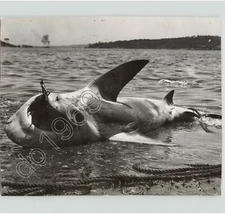 Dead SHARK w Hook In Mouth On Beach In SYDNEY AUSTRALIA Fish 1950s Press Photo