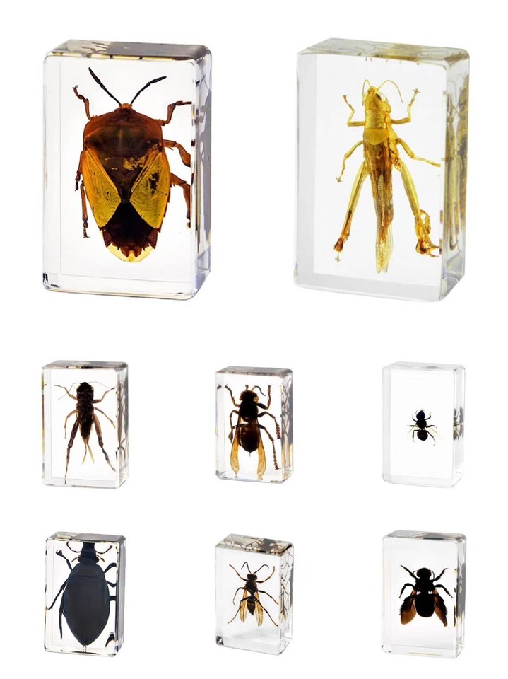 30Pcs Real Insect Specimen Bugs in Resin Collection Beetle in Resin ...