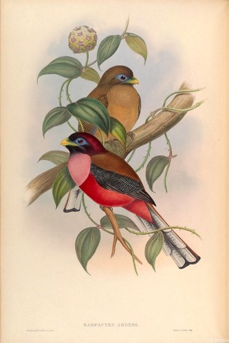 John Gould Vintage Tropical Birds Wall Art Prints Picture Posters A3 A4 A5 - Picture 2 of 21